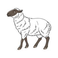 Cute Suffolk Sheep Realistic Color Illustration vector