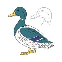 Unique Swedish Blue Duck Realistic Illustration vector