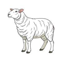 Vibrant Texel Sheep Realistic Illustration Design vector