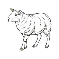 Distinct Texel Sheep Realistic Color Illustration vector