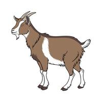 Realistic Toggenburg Goat Color Illustration vector