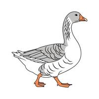 Realistic Toulouse Goose Color Illustration vector