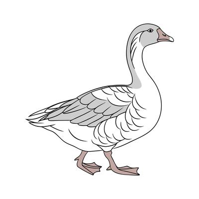 Unique Toulouse Goose Realistic Color Art