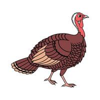 Realistic Turkey Hen Colorful Illustration vector