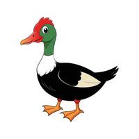 Charming Muscovy Duck Realistic Color Illustration. Cartoon Art Animal Illustration. vector