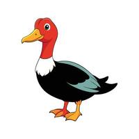 Vivid Muscovy Duck Color Illustration with Realistic Features. Cartoon Art Animal Illustration. vector
