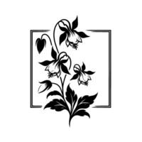 Elegant black and white floral illustration of columbine, framed, design, on a white backdrop, botanical art. vector