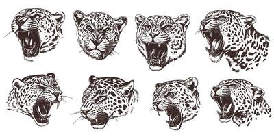 Leopard sketches with diverse expressions showcasing detailed fur markings and fierce attitudes vector