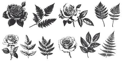 Botanical garden set in grayscale with rose and fern for vintage design inspiration vector