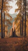 A tree stump in the middle of a forest photo