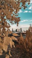 Autumn leaves on a tree in front of a city photo