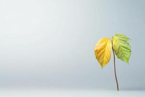 Symbolic representation of liver decline through a wilting plant transitioning from vibrant green to faded yellow photo