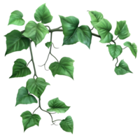 Green Leaf Vine In The Forest Element On Transparent Background png
