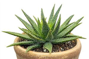 A small aloe plant in a pot on a white background photo