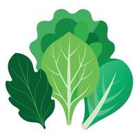 A green leafy vegetable is shown on a white background vector