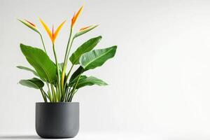 Bird of paradise flower in black pot on white background photo