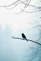 A black bird sitting on a branch in the fog photo