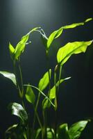 Lush green cryptocoryne plants enhancing the tranquility of a dimly lit aquarium environment with soft light photo