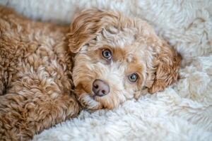 Cozy moments with a charming pet relaxing on soft blankets in a warm, inviting space photo