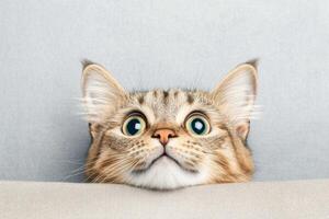 A cat looking up at the camera with its eyes wide open photo