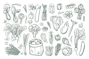 Hand drawn different vegetables set. Vegan food collection in sketch style vector