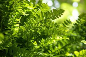 Green ferns in the garden photo