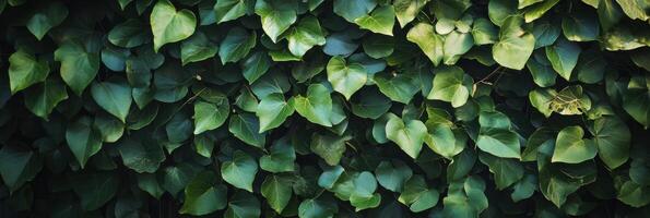 Greenery reclaiming urban spaces in a serene display of natures resilience and beauty photo