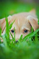 Puppy plays hide and seek in the garden surprising its owner with charming antics photo