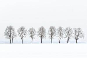 Serenity in winter as snow-covered trees stand tall beneath a tranquil sky photo