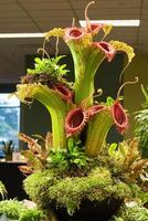 Unique indoor arrangement featuring Nepenthes plants with vibrant colors and diverse foliage in a modern setting photo