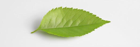 Mockup of a vibrant green plant leaf isolated on a clean surface with ample free space for design photo