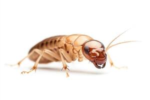 Professional stock photo of a termite captured on a clean white background with sharp details
