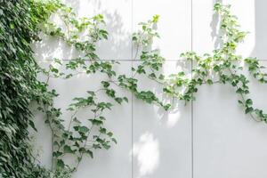 Cissus vine climbing gracefully along a modern wall in a stylish indoor space photo