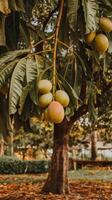 A mango tree with ripe fruit hanging from it photo