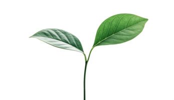 Close-Up of Two Simple Green Leaves with Stem, Isolated on Transparent Background png