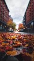 Autumn leaves on the ground in the rain photo