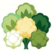 Cauliflower, broccoli, cabbage, cabbage, cabbage, cabbage, cabbage, cabbage, cabbage vector