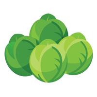 A bunch of green cabbage on a white background vector