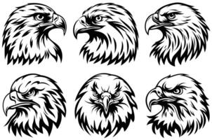 Eagle Face Close Up with High Definition Feather Textures and Fierce Look vector