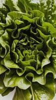 A close up of a lettuce head photo