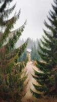 A dirt road through a forest with trees photo