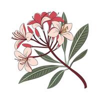 Elegant Pink and White Lily Flower with Delicate Petals vector