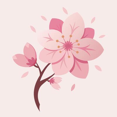 a pink cherry blossom on a white background