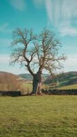 A large tree in a field photo