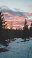 A snowy field with trees and a pink sky photo