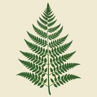 a fern leaf is shown on a white background vector
