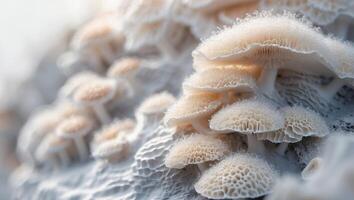 Intricate organic fungal growth showcasing texture and delicate formation. photo