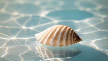 A shell is floating in the water photo