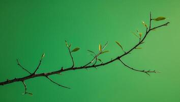 A branch with leaves on it against a green background photo