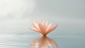 A single pink flower floating in the water photo
